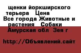 щенки йоркширского терьера › Цена ­ 20 000 - Все города Животные и растения » Собаки   . Амурская обл.,Зея г.